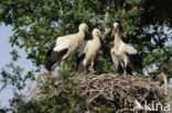 White Stork (Ciconia ciconia)