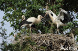 White Stork (Ciconia ciconia)