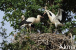 White Stork (Ciconia ciconia)