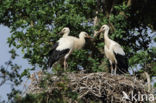 White Stork (Ciconia ciconia)