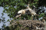 White Stork (Ciconia ciconia)