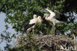 White Stork (Ciconia ciconia)