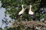 White Stork (Ciconia ciconia)