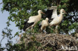 White Stork (Ciconia ciconia)