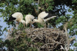 White Stork (Ciconia ciconia)