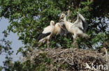 White Stork (Ciconia ciconia)