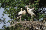 White Stork (Ciconia ciconia)