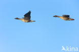 Russian Bean Goose (Anser fabalis rossicus)