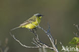 gele kwikstaart (Motacilla flava tschutschensis)