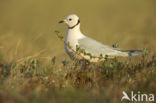 Ross s Gull (Rhodostethia rosea)