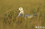 Ross s Gull (Rhodostethia rosea)