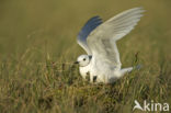 Ross s Gull (Rhodostethia rosea)