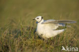 Ross s Gull (Rhodostethia rosea)