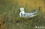 Ross s Gull (Rhodostethia rosea)