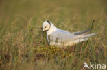 Ross s Gull (Rhodostethia rosea)