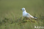 Ross s Gull (Rhodostethia rosea)