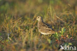 Sharp-tailed Sandpiper (Calidris acuminata)