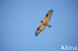 Ruigpootbuizerd (Buteo lagopus)