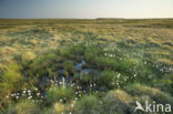 Wollegras (Eriophorum spec.)