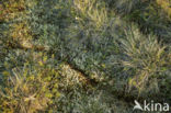 siberian lemming (Lemmus sibiricus)