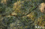 Siberische lemming (Lemmus sibiricus)