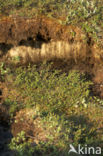 Dwergwilg (Salix spec)