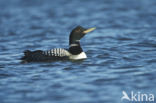 Yellow-billed Loon