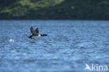 Yellow-billed Loon