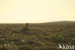 Russian Bean Goose (Anser fabalis rossicus)