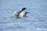 Arctic Loon