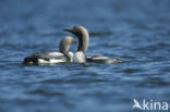 Arctic Loon