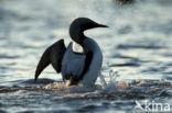 Arctic Loon