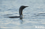 Arctic Loon