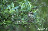 Siberian Accentor (Prunella montanella)