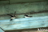 Oostelijke huiszwaluw (Delichon lagopodum)