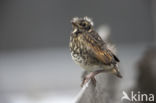 Bruine Lijster (Turdus naumanni eunomus)