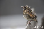 Dusky Thrush (Turdus naumanni eunomus)