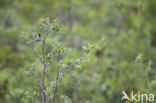 Pallas s bunting (Emberiza pallasi)