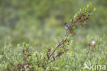 Pallas s bunting (Emberiza pallasi)