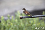 Dusky Thrush (Turdus naumanni eunomus)