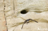 Bleke oeverzwaluw (Riparia diluta)