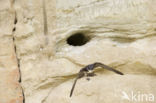 Pale Sand Martin (Riparia diluta)