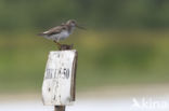 terek sandpiper (Xenus cinereus)