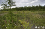 Fire Weed (Epilobium hirsutum)