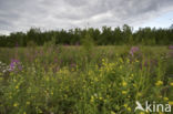 Wilgenroosje (Epilobium hirsutum)