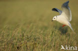 Ross s Gull (Rhodostethia rosea)