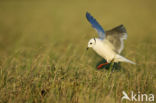 Ross s Gull (Rhodostethia rosea)