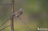 Red-flanked Bluetail (Tarsiger cyanurus)