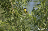 Yellow-breasted Bunting (Emberiza aureola)