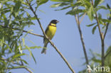 Yellow-breasted Bunting (Emberiza aureola)